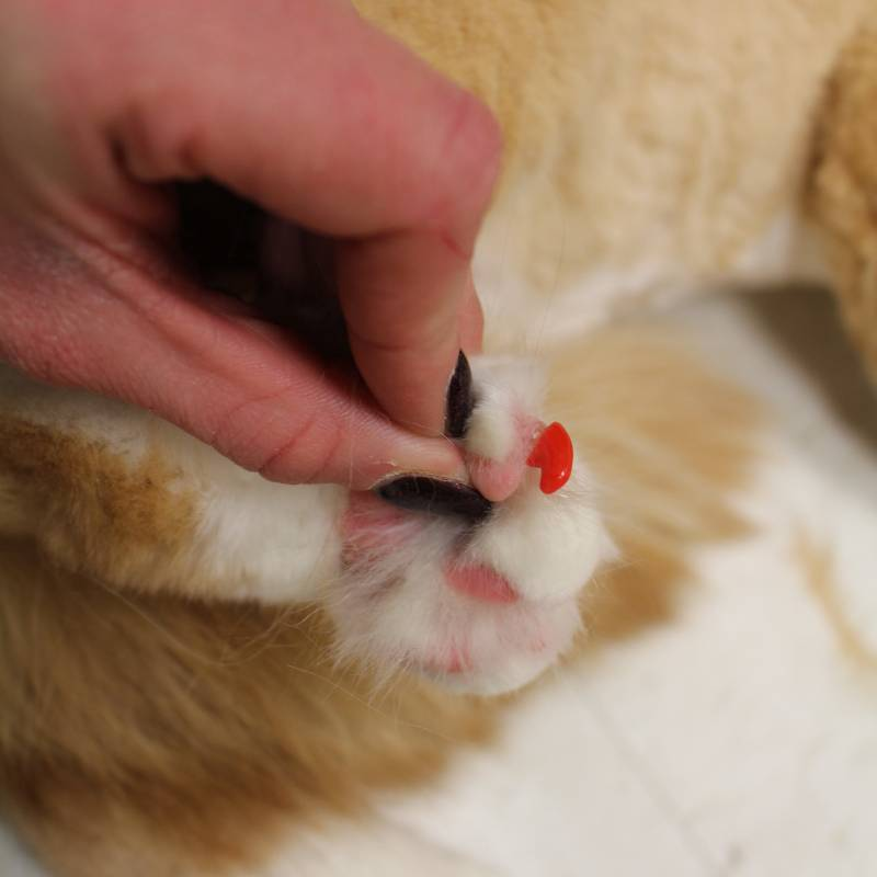 روکش ناخن گربه